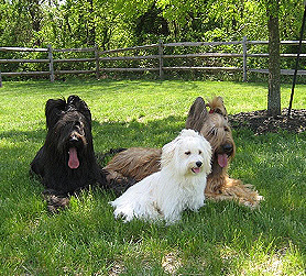 Cork, Tali and Regi coolin' off on a warm day in the shade with friends.