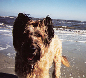 Dax at the seaside