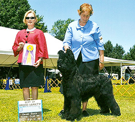Ginger Wins Breed